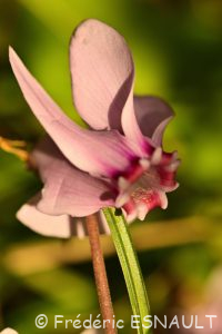 Cyclamen à feuilles de lierre ou Cyclamen napolitain ou Cyclamen de Naples (Cyclamen hederifolium)