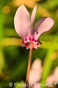 Cyclamen à feuilles de lierre ou Cyclamen napolitain ou Cyclamen de Naples (Cyclamen hederifolium)