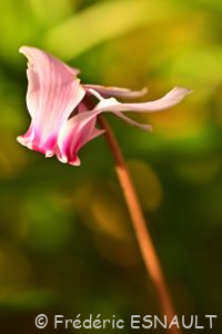 Cyclamen à feuilles de lierre ou Cyclamen napolitain ou Cyclamen de Naples (Cyclamen hederifolium)