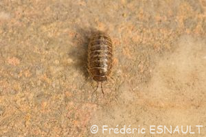 Cloporte commun (Armadillidium vulgare)