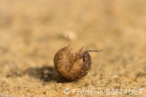 Cloporte commun (Armadillidium vulgare)