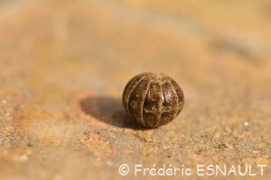 Cloporte commun (Armadillidium vulgare)