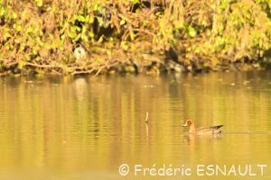 Le Canard siffleur (Mareca penelope)