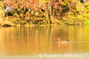 Le Canard siffleur (Mareca penelope)