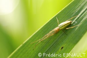 Tétragnathe étirée (Tetragnatha sp.)