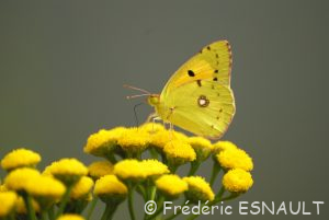 Souci (Colias crocea)