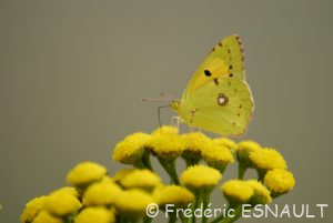 Souci (Colias crocea)