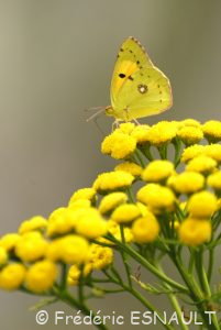 Souci (Colias crocea)