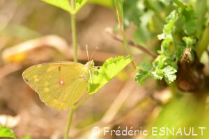 Souci (Colias crocea)