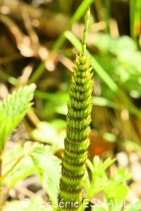 Prêle (Equisetum sp.)