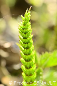 Prêle (Equisetum sp.)