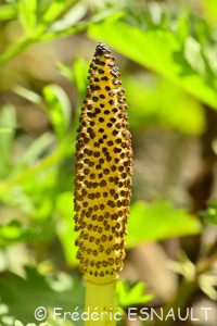 Prêle (Equisetum sp.)