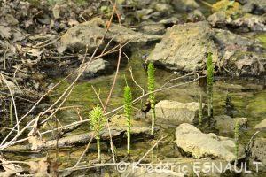 Prêle (Equisetum sp.)