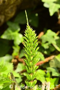 Prêle (Equisetum sp.)