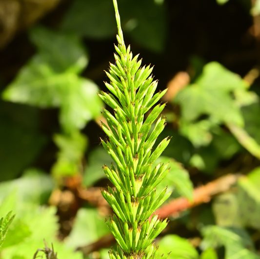 Prêle (Equisetum sp.)