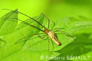 Tétragnathe étirée (Tetragnatha extensa/montana)