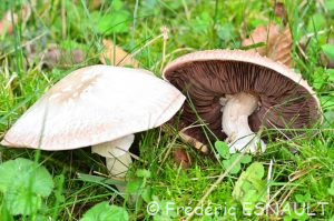 Rosé-des-Prés ou Agaric champêtre (Agaricus campestris)