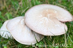 Rosé-des-Prés ou Agaric champêtre (Agaricus campestris)