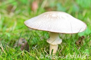 Rosé-des-Prés ou Agaric champêtre (Agaricus campestris)