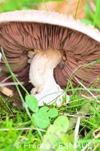 Rosé-des-Prés ou Agaric champêtre (Agaricus campestris)