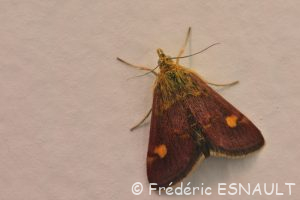 Pyrale ou Pyrauste de la menthe (Pyrausta aurata)