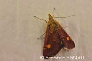 Pyrale ou Pyrauste de la menthe (Pyrausta aurata)