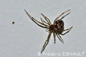 Malmignatte des maisons (Steatoda triangulosa)
