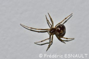 Malmignatte des maisons (Steatoda triangulosa)