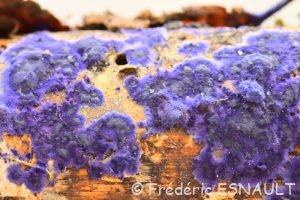 Croûte de cobalt (Terana caerulea)
