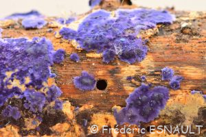 Croûte de cobalt (Terana caerulea)