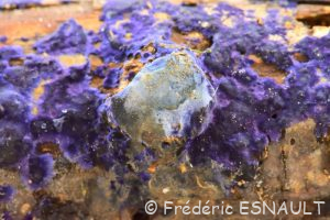 Croûte de cobalt (Terana caerulea)