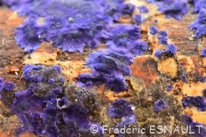 Croûte de cobalt (Terana caerulea)