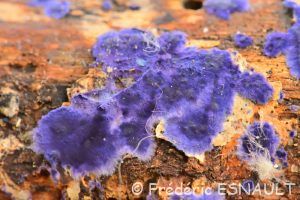 Croûte de cobalt (Terana caerulea)