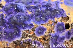 Croûte de cobalt (Terana caerulea)