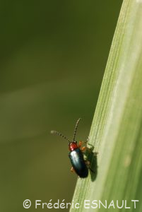 Criocère de l'Orge ou Léma à pieds noirs (Oulema duftschmidi/melanopus)