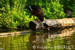 Canard semi-domestique (Anas platyrhynchos forma domestica)