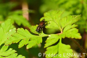 Xylote indolente (Xylota segnis)