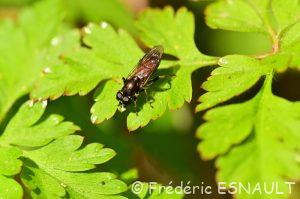 Xylote indolente (Xylota segnis)
