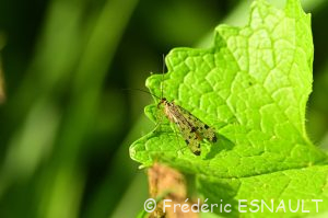 Panorpe germanique (Panorpa germanica)
