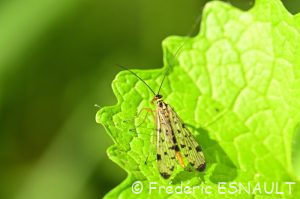 Panorpe germanique (Panorpa germanica)
