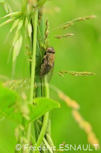 Mouche des greniers (Pollenia rudis)