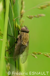 Mouche des greniers (Pollenia rudis)