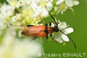 Lepture rouge (Stictoleptura rubra)