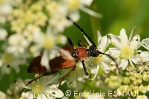 Lepture rouge (Stictoleptura rubra)