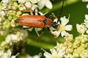 Lepture rouge (Stictoleptura rubra)