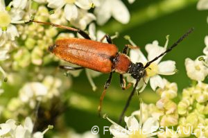 Lepture rouge (Stictoleptura rubra)