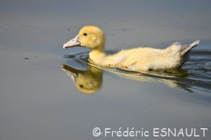 Canard semi-domestique (Anas platyrhynchos forma domestica)