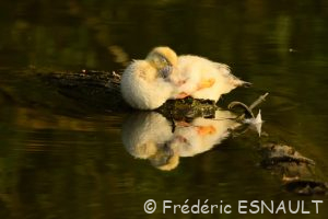 Canard semi-domestique (Anas platyrhynchos forma domestica)