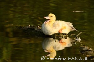 Canard semi-domestique (Anas platyrhynchos forma domestica)