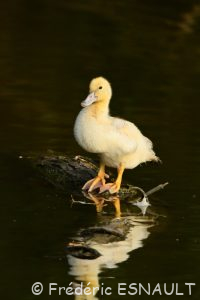 Canard semi-domestique (Anas platyrhynchos forma domestica)